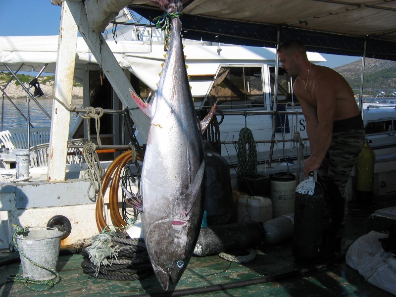 tauchen5.jpg (90077 Byte)