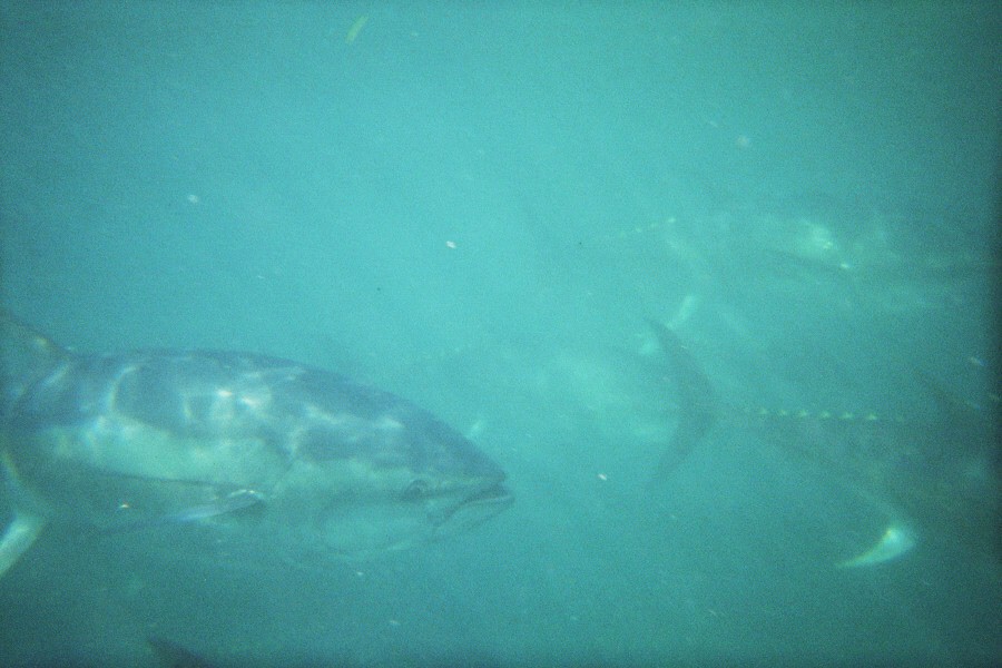 tauchen2.jpg (88379 Byte)