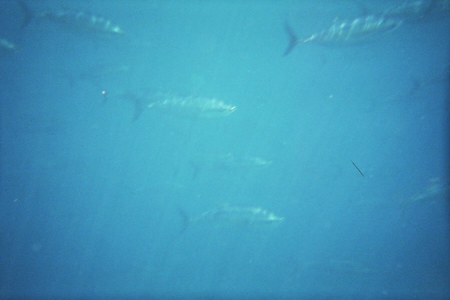 tauchen1.jpg (79780 Byte)