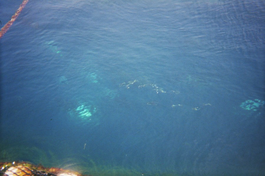 dalmatia2.gif (18934 Byte)